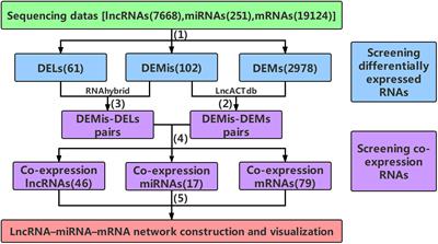 Characterization of lncRNA–miRNA–mRNA Network to Reveal Potential Functional ceRNAs in Bovine Skeletal Muscle